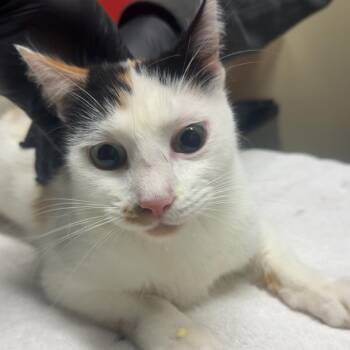 Cerveza -  Domestic Short Hair Cat for Adoption in Lakewood, Colorado - Cerveza | PetCurious