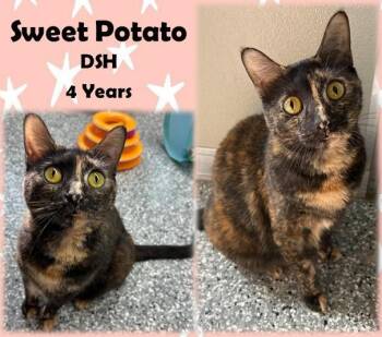 Rescue Domestic Short Hair Cats for Adoption in Franklin, Indiana - Sweet Potato | PetCurious