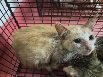 A656835 -  Domestic Short Hair Cat for Adoption in Houston, Texas - A656835 | PetCurious