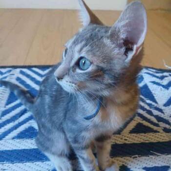 Molly -  Domestic Short Hair Cat for Adoption in Vallejo, California - Molly | PetCurious