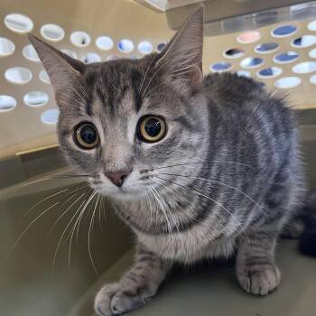 Fairy Tale -  Domestic Short Hair Cat for Adoption in Dearborn, Michigan - Fairy Tale | PetCurious