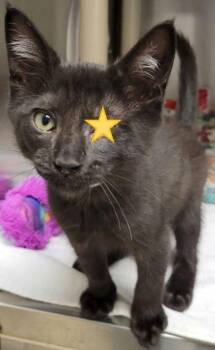 Bucko -  Domestic Short Hair Cat for Adoption in Eugene, Oregon - Bucko | PetCurious