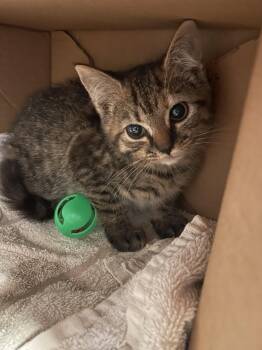 Deliah -  Domestic Short Hair Cat for Adoption in Flint Hill, Virginia - Deliah | PetCurious
