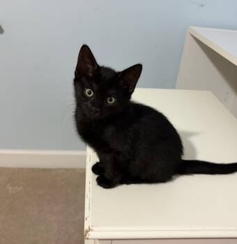 Rory Gilmore -  Domestic Short Hair Cat for Adoption in Kenhorst, Pennsylvania - Rory Gilmore | PetCurious