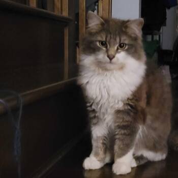 Domestic Long Hair Cats Available for Adoption in Wakefield, Quebec - Piper | PetCurious