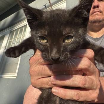Cookie -  Domestic Short Hair Cat Available for Adoption in West Plains, Missouri - Cookie | PetCurious