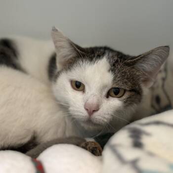 Domestic Short Hair Cats Available for Adoption in Matteson, Illinois - Avery | PetCurious
