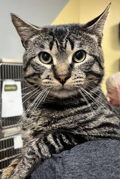 Ralphie -  Domestic Short Hair Cat for Adoption in Johnston, Rhode Island - Ralphie | PetCurious