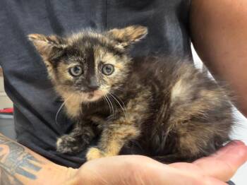 Sizzle -  Domestic Short Hair Cat for Adoption in Glenfield, New York - Sizzle | PetCurious