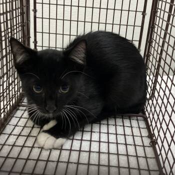 Rescue Domestic Short Hair Cats for Adoption in Galveston, Texas - Tux | PetCurious