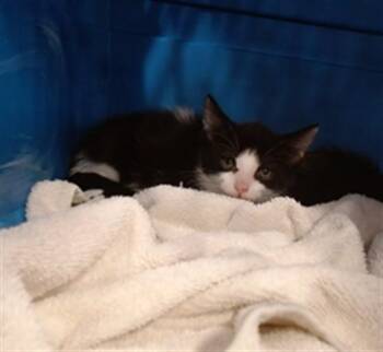 A799190 -  Domestic Short Hair Cat for Adoption in Louisville, Kentucky - A799190 | PetCurious