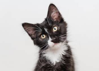 Inky -  Domestic Medium Hair Cat for Adoption in Davis, California - Inky | PetCurious