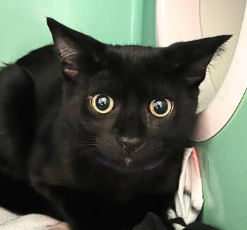 Comet -  Domestic Medium Hair Cat for Adoption - Comet | PetCurious