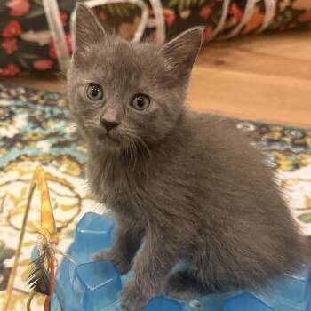 Margot -  Domestic Short Hair Cat for Adoption in Chapel Hill, North Carolina - Margot | PetCurious