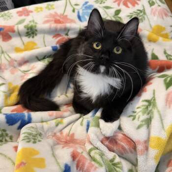 Hilti -  Tuxedo Cat for Adoption in Cottonwood Heights, Utah - Hilti | PetCurious