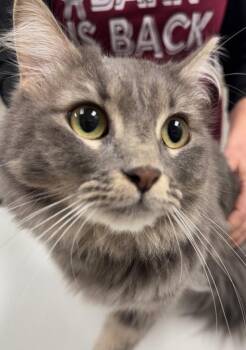 Domestic Medium Hair Cats Available for Adoption - Stormy | PetCurious