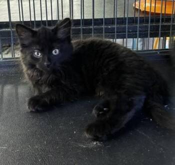 Rowena -  Domestic Medium Hair Cat for Adoption in Midland, Michigan - Rowena | PetCurious