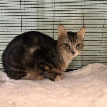 Buccaneer -  Domestic Short Hair Cat for Adoption in Freeport, Florida - Buccaneer | PetCurious