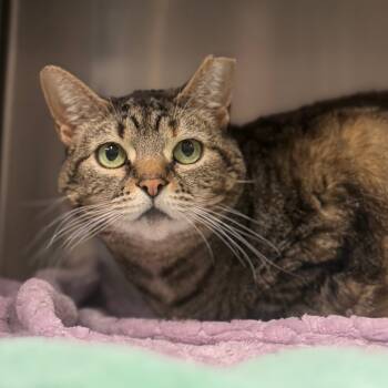 Rescue Domestic Short Hair Cats for Adoption in York, Pennsylvania - Kitty Witty | PetCurious