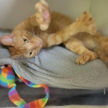 Conan -  Domestic Short Hair Cat for Adoption in Columbia, Missouri - Conan | PetCurious