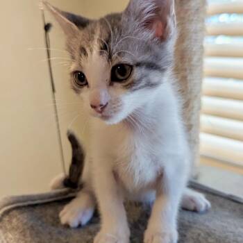 Nipsey* -  Domestic Short Hair Cat for Adoption in San Gabriel, California - Nipsey* | PetCurious