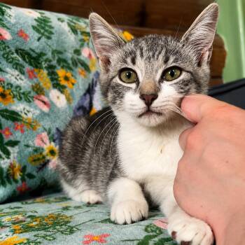Omelet Sunnyside -  Tabby and Domestic Short Hair Cat for Adoption in Friendswood, Texas - Omelet Sunnyside | PetCurious