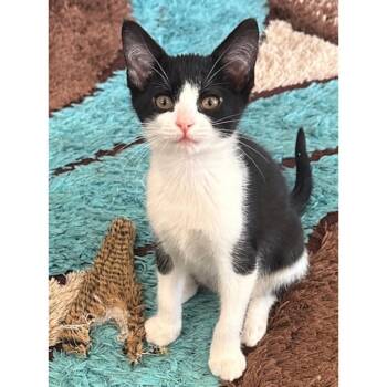 Rescue Domestic Short Hair Cats for Adoption in Washougal, Washington - Storm | PetCurious