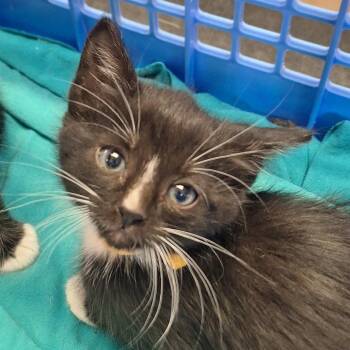Clash - In Foster! -  Domestic Short Hair Cat for Adoption in Flagstaff, Arizona - Clash - In Foster! | PetCurious