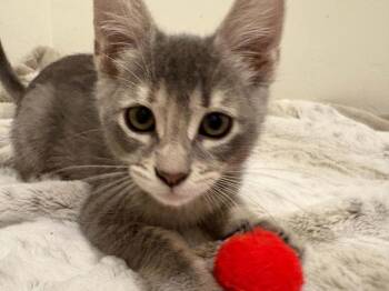 Gemini 3 -  Domestic Short Hair Cat for Adoption in Tucson, Arizona - Gemini 3 | PetCurious