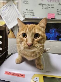 DEKE -  Domestic Short Hair Cat for Adoption in Colorado Springs, Colorado - DEKE | PetCurious