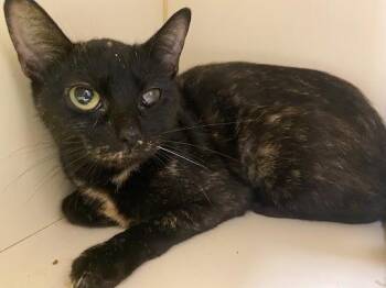 Rescue Tortoiseshell Cats for Adoption in Germantown, Tennessee - Meg | PetCurious