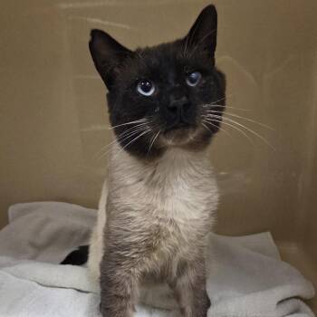 Mushu -  Siamese Cat for Adoption in Cooperstown, New York - Mushu | PetCurious