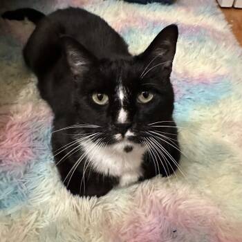 Tuxedo Cats Available for Adoption - Nova | PetCurious