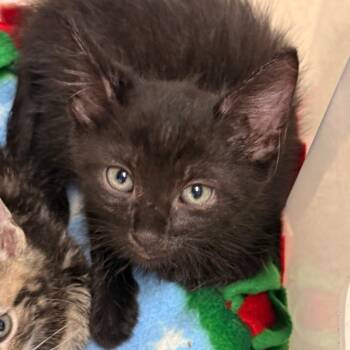 Axolotl -  Domestic Short Hair Cat for Adoption in Evansville, Indiana - Axolotl | PetCurious