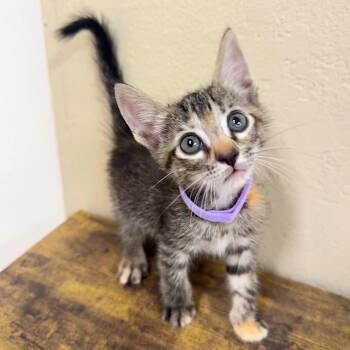 LORETTA LYNN -  Domestic Short Hair Cat for Adoption in Joshua Tree, California - LORETTA LYNN | PetCurious