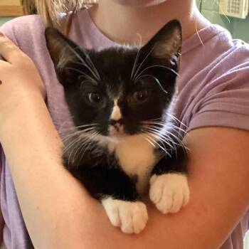 Flower -  Domestic Short Hair Cat for Adoption in Pittsford, Vermont - Flower | PetCurious