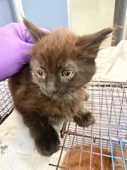 Domestic Short Hair Cats Available for Adoption in Doral, Florida - MOE | PetCurious