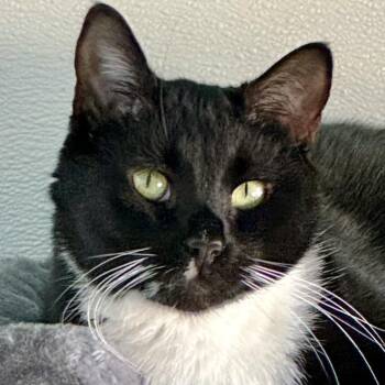 Rescue Domestic Short Hair Cats for Adoption in Decatur, Georgia - Sasappis (I Have A Secret Crush!) | PetCurious