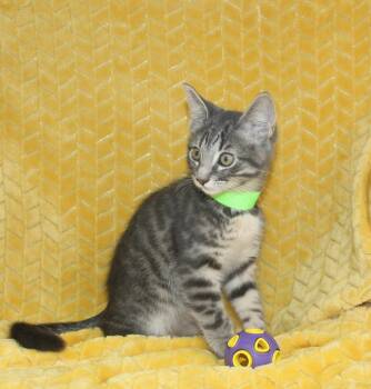 Casper - 43702 -  Domestic Short Hair and Tabby Cat for Adoption in Prattville, Alabama - Casper - 43702 | PetCurious