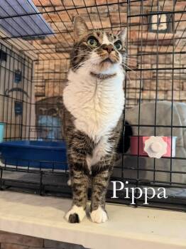 Pippa -  Domestic Short Hair Cat for Adoption in Cincinnati, Ohio - Pippa | PetCurious