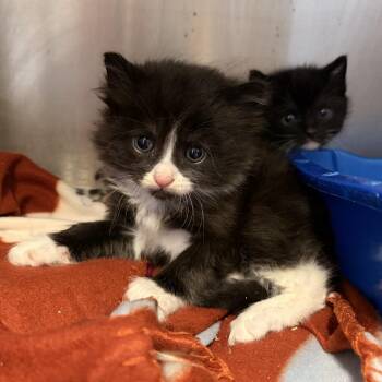 Taffy -  Domestic Medium Hair Cat for Adoption in Franklin, North Carolina - Taffy | PetCurious