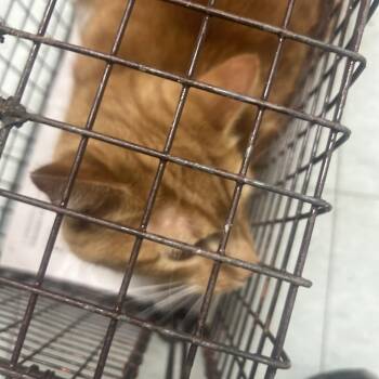 Kratos -  Domestic Short Hair Cat for Adoption in Philadelphia, Pennsylvania - Kratos | PetCurious