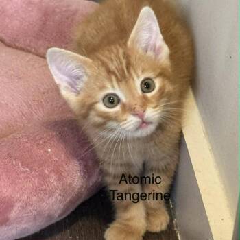 Domestic Short Hair Cats Available for Adoption in Candler, North Carolina - Atomic Tangerine | PetCurious