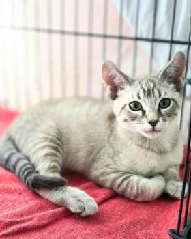 Joker -  Domestic Short Hair Cat for Adoption in Novato, California - Joker | PetCurious