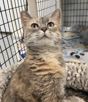 Domestic Short Hair Cats Available for Adoption in Mount Pleasant, Iowa - Mila | PetCurious