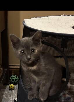 Martha -  Domestic Short Hair Cat for Adoption in Howell, Michigan - Martha | PetCurious