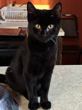 Bond Infilitrator: Jet -  Domestic Short Hair Cat for Adoption - Bond Infilitrator: Jet | PetCurious
