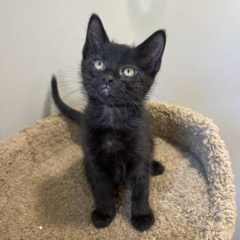Mouse -  Domestic Short Hair Cat for Adoption in Puslinch, Ontario - Mouse | PetCurious