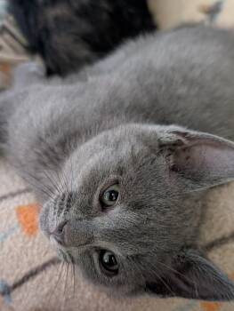 Huey -  Russian Blue Cat for Adoption in Cedars, Pennsylvania - Huey | PetCurious