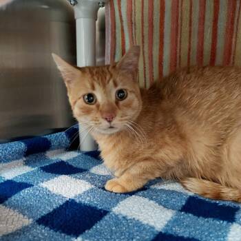 Domestic Short Hair Cats Available for Adoption in Philadelphia, Pennsylvania - Cosmo 2 | PetCurious